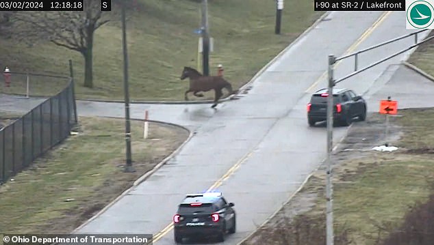 1709641989 781 Two Cleveland Police horses run down the interstate after escaping