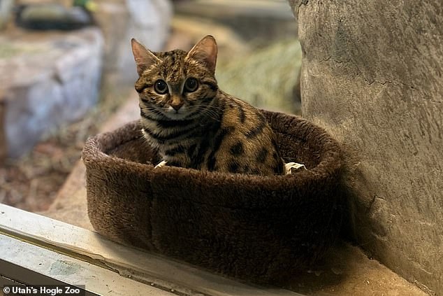 One of the black-footed cats born at the wildlife center, Gaia, received attention on social media after her birth last May.