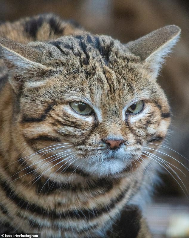 According to Texas Monthly, the animals are ¿the most successful hunter of all bobcats.¿.  The animals can capture more prey than leopards in a six-month period.