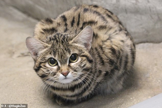 The 1,800-acre wildlife center began housing black-footed cats in 2014 before the first kittens were born five years later on March 29.