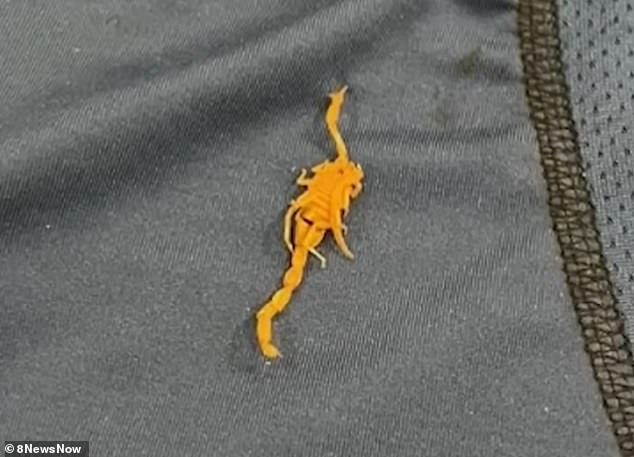 Photographs of the feared scorpion attack show evidence of the terrifying bright orange eight-legged animal.