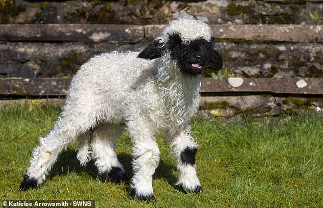 One of the Scottish couple's adorable Swiss lambs, the first quads of the rare blacknose species to be born in the UK.