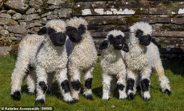 Black-nosed lambs come from the Valais, southwestern Switzerland. It is a dual purpose breed, bred for both meat and wool but it is so cute that it has become a very fashionable pet.