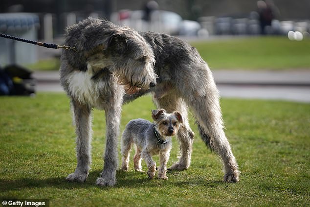 Big and small! Dougal, a ten-year-old Yorkshire terrier, looked tiny next to two-year-old Irish wolfhound Killoughery Rockefella.