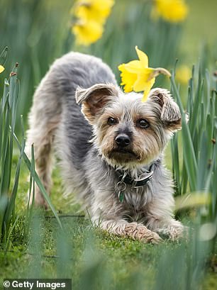 The Yorkshire Terrier is a member of the Good Citizen show team.