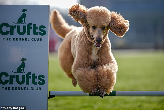 The five-year-old dog attended the launch of this year's contest, which begins on Thursday.