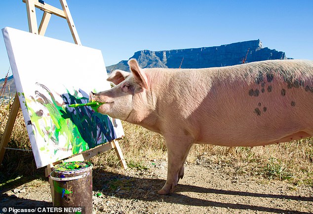 Pigcasso painting beautiful landscapes in South Africa. Pigcasso was taken to Farm Sanctuary SA, a non-profit foundation that provides a safe sanctuary for rescued farm animals in Franschhoek.