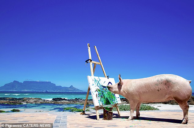 Pigcasso painting on a beach. Pigcasso's popularity grew and in 2018 she became the first animal artist to host a solo art exhibition held at the V&A Waterfront in Cape Town, South Africa.