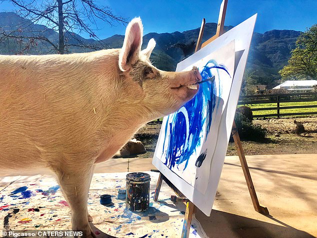 Pig painting. Lefson added: “I was intrigued by his interest in the brush and decided to see if he wanted to paint. I modified the brush to fit his mouth and it wasn't long before he "pigcasso" He was creating art through a canvas he had placed on his stand.