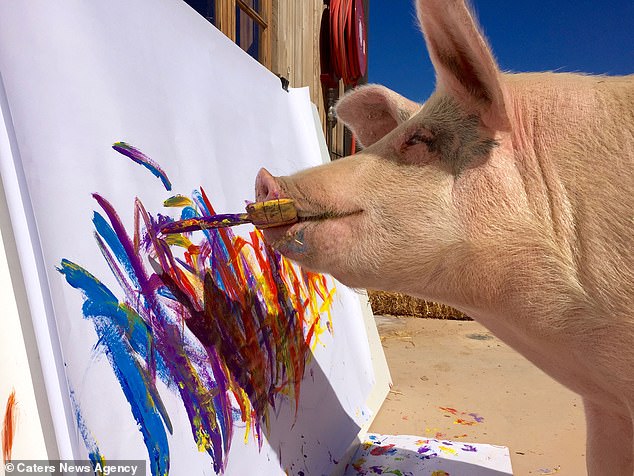 Pigcasso holding a brush in his mouth while painting. Lefson said: 'Pigcasso would have turned into a piece of bacon at 6 months old. Instead, she was saved and resurrected to inspire millions of people to reconsider what they eat thanks to her extraordinary talent.