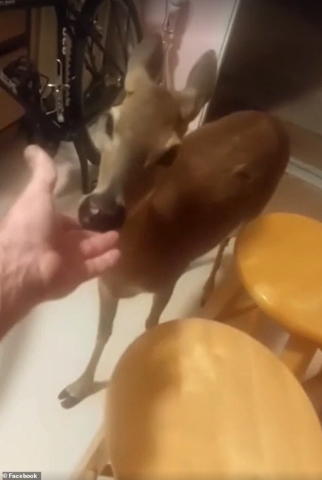 In one of the clips he posted on social media, the man is seen feeding a deer inside the house with his bare hands.