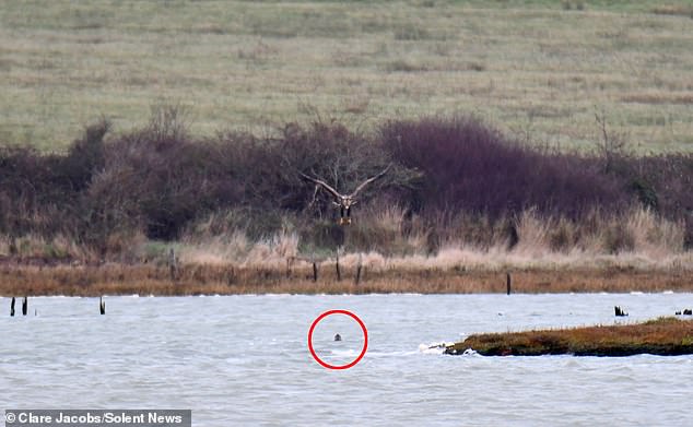 Ms Jacobs said the eagle began to swoop towards the water in Newtown Harbour, but as it approached, the seal broke the surface directly below it and launched into the jet stream.