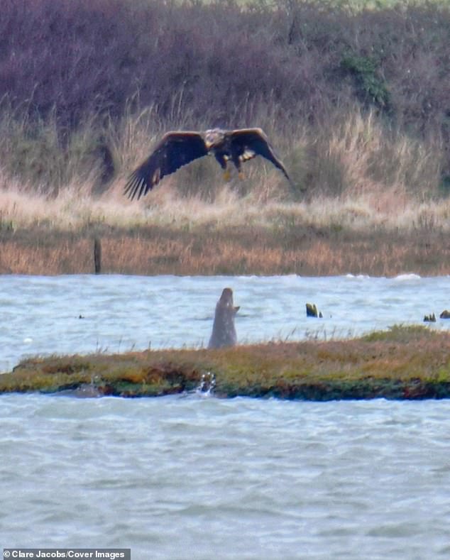 Experts say the spitting tactic is a defensive strategy deployed by the gray seal to prevent the white-tailed eagle from catching fish.
