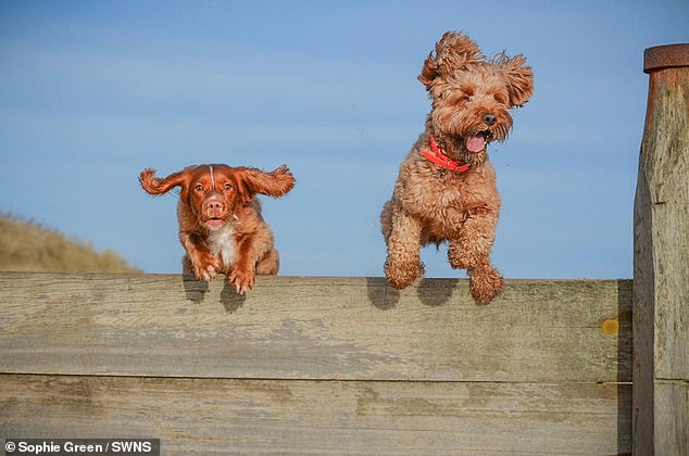 Jumping jacks!  Pepper and Mabel: the 'jumping frogs' taken by Sophie Green, 18, from Northumberland