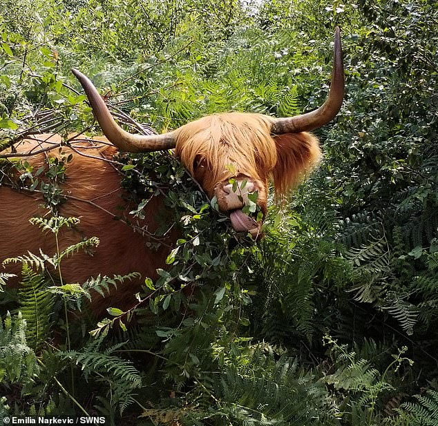 What a cow!  Emma Narkevic, 13, lives in Kent and was shortlisted for her entry - a Highland cow enjoying a leafy snack.