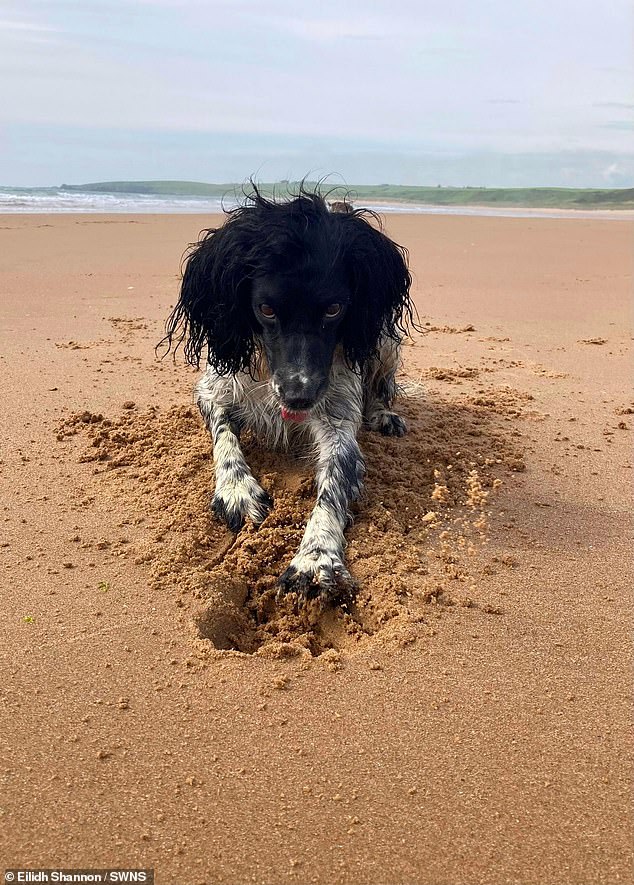 Diggity Dog: Lexie, the dog of Eilidh Shannon, 12, from Aberdeenshire