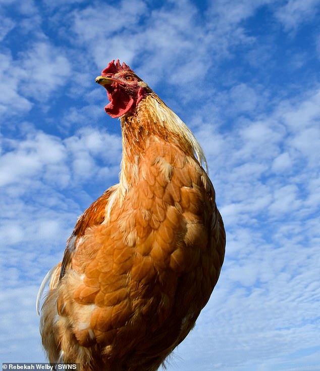 Other entries include snaps of 14-year-old Rebekah Welby's rescue rooster Charlie.