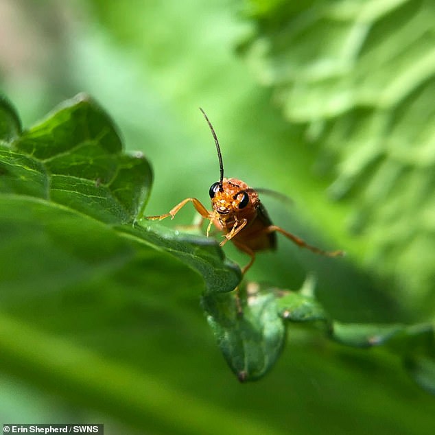It's a Bug's Life: A macro photograph of an insect in amazing detail taken by Erin Shepherd, 17, from Nottinghamshire
