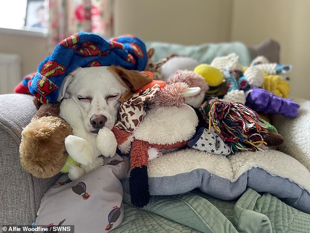 The youngest to make the shortlist is 6-year-old Alfie Woodfine, from Berkshire, who captured the photo of his beautiful puppy Petal after she fell asleep among her stuffed animals.