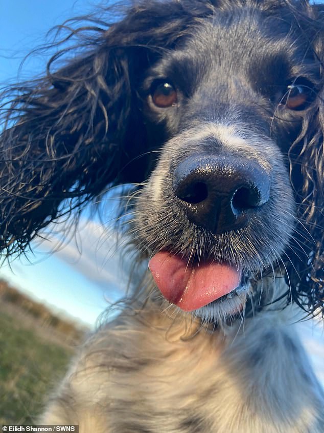 How rude!  Dog Lexie sticks out her tongue, taken by Eilidh from Aberdeenshire