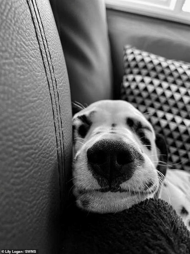 Dreamy Dalmatian: Lily Logan, 13, from East Yorkshire, photographed Rupert the Dalmatian sleeping on the sofa