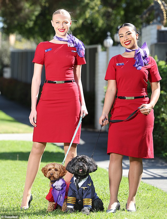 Virgin Australia hopes to launch pet service within 12 months