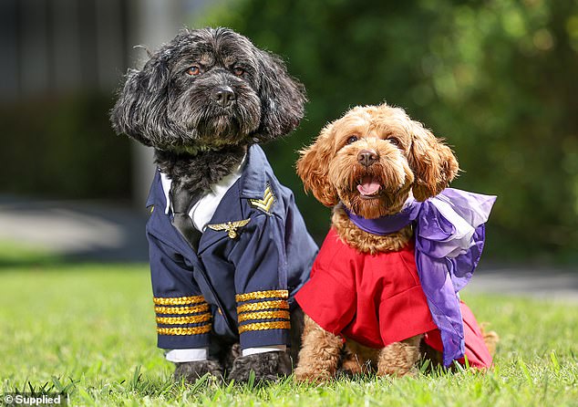The airline said its proposal is for cats and small dogs. Pet owners would have a designated area on board to travel with their dog or feline.