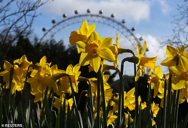 Daffodils bloom in St James's Park with the London Eye in the background, London, February 23, 2024
