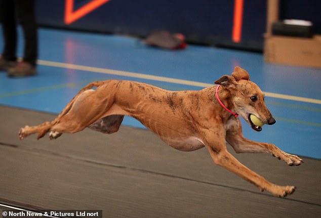The test that will be carried out will be a relay race with jumps between four dogs.
