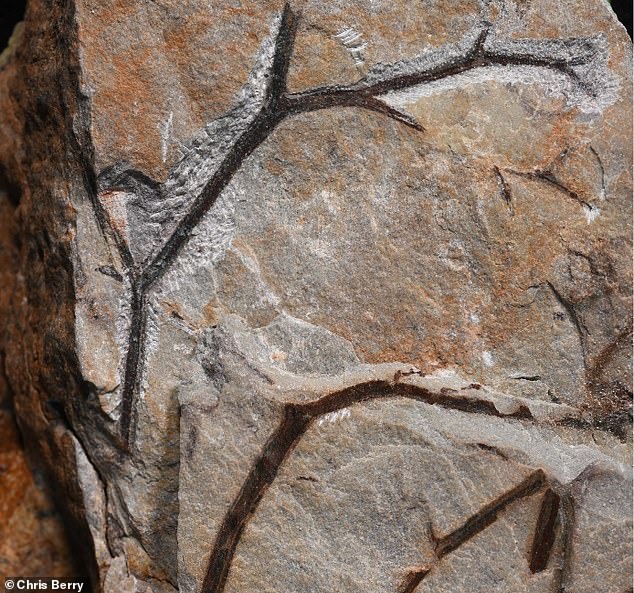 The fossil remains show the twigs (pictured) that fell to the ground and helped change the landscape of the Devonian period.