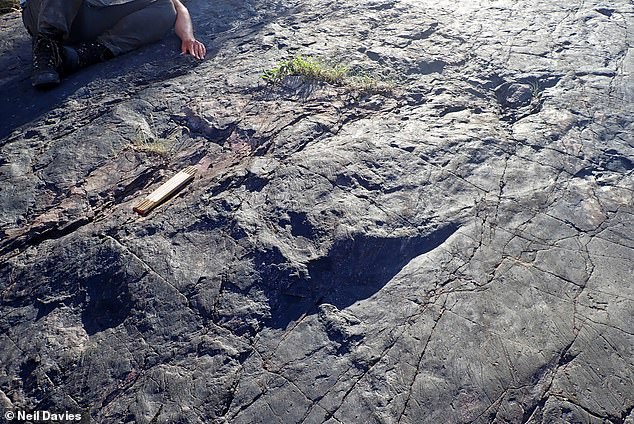 Here, scientists study the fossil of a large stump. Although not as large as their modern descendants, these ancient trees could grow between two and four meters tall.