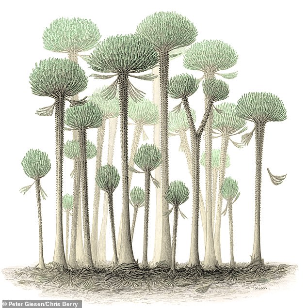 The fossil trees found in Somerset would have looked nothing like the forests found today in nearby Exmoor National Park. These trees, called Calamophyton, looked a bit like today's palm trees, according to researchers (artist's impression)
