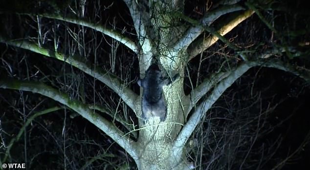One of the bears in a tree after the attack. The mother bear continued to be aggressive and was euthanized by the Pennsylvania Game Commission. The cubs have been tranquilized and are expected to be released to an unknown location.