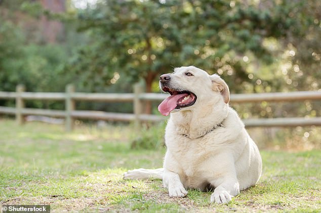 Labradors are known for eating a lot and fast, making them prone to obesity, but a study shows exactly why that is.