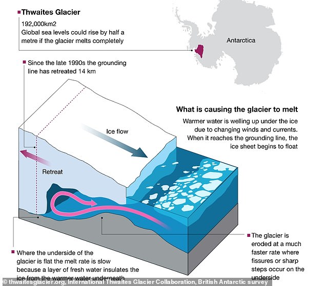 The warm water flowing under the Thwaites Glacier melts it.  Once enough ice has been removed from the bottom, the leading edge will break, or crack and fall off.