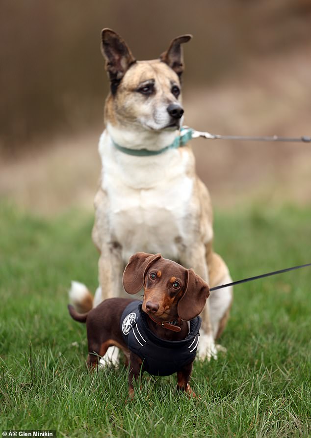 Amy's father, Stewart Smith, brought his dog Alfie and, after sniffing Lenny's bedding and toys at home, quickly picked up the scent of the missing dog outside.  In the photo: Lenny and Alfie.