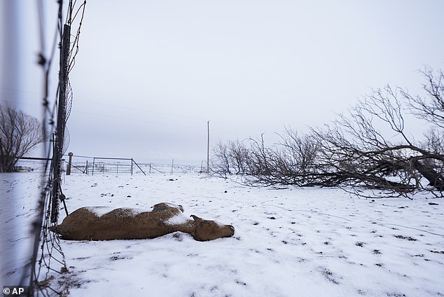 In Fritch, where up to 50 homes were destroyed, photos show a dead calf and burned trees from the snow-covered Smokehouse Creek Fire on Thursday.