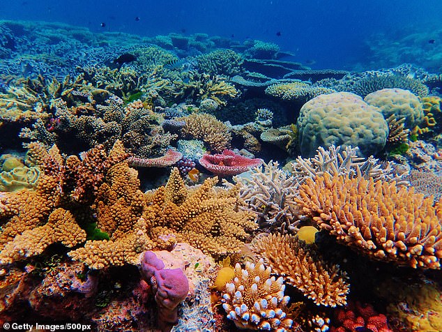 Climate change is the biggest threat to tropical reefs worldwide, and coral bleaching is caused by thermal stress (pictured, pre-bleaching stock of the Great Barrier Reef)