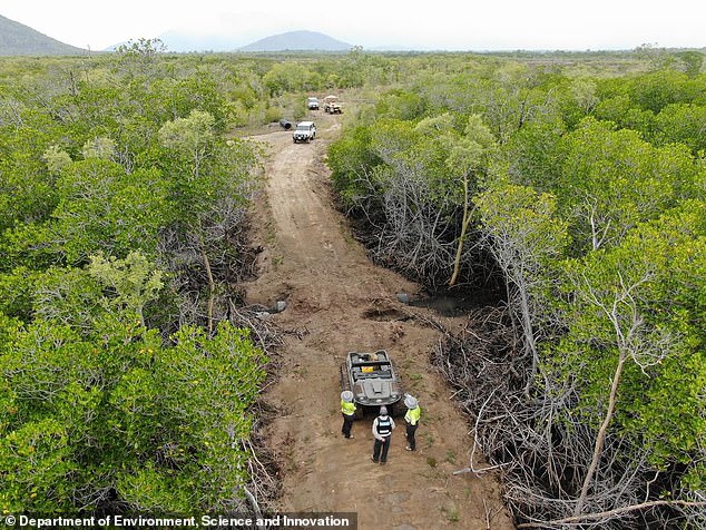 The man destroyed thousands of mangroves to build a road from his property to a nearby stream