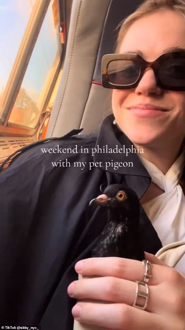 One of Abby's many videos documenting Pidge's improved lifestyle shows the pet pigeon in a host of unusual situations: riding in an Uber, on a plane, and attending luncheons.