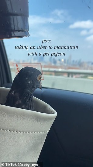 Abby made it her mission to teach Pidge how to bathe, feed and use the bathroom, and now she transports her feathered friend around the Big Apple in a cream-colored leather bag.
