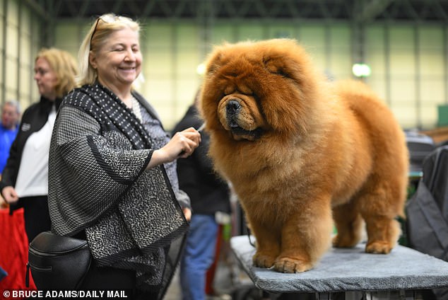 Both this adorable Chow Chow and a groomer sported the same smile at the event in Birmingham.