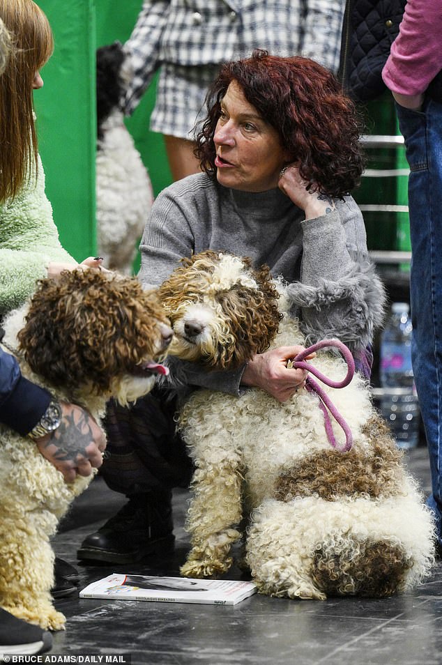 These Spanish water dogs matched their curly hair with that of their owners