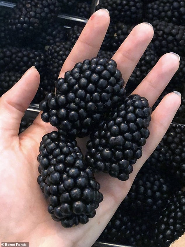 BERRY HUGE: Anyone else saw giant blackberries for sale at the same price as regular sized berries.