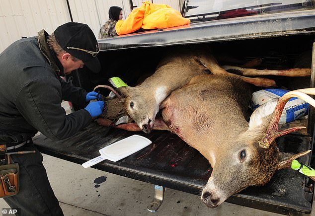 In the photo, a biologist removes lymph nodes from deer to test them for chronic wasting disease.