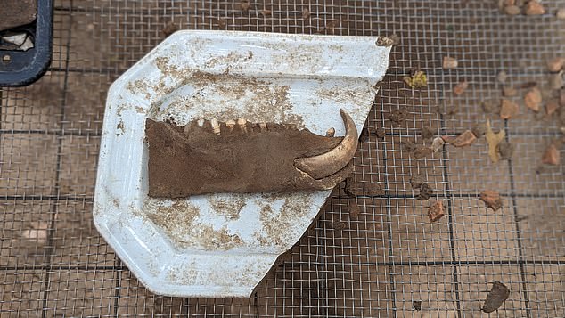 The team found a garbage pit at the site, revealing even more of the city's secrets. The artifacts included a pig jaw bone and an ironstone plate, providing a look at the food the early settlers ate.
