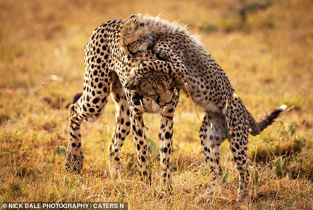 A cheetah cub participates in a game with its mother