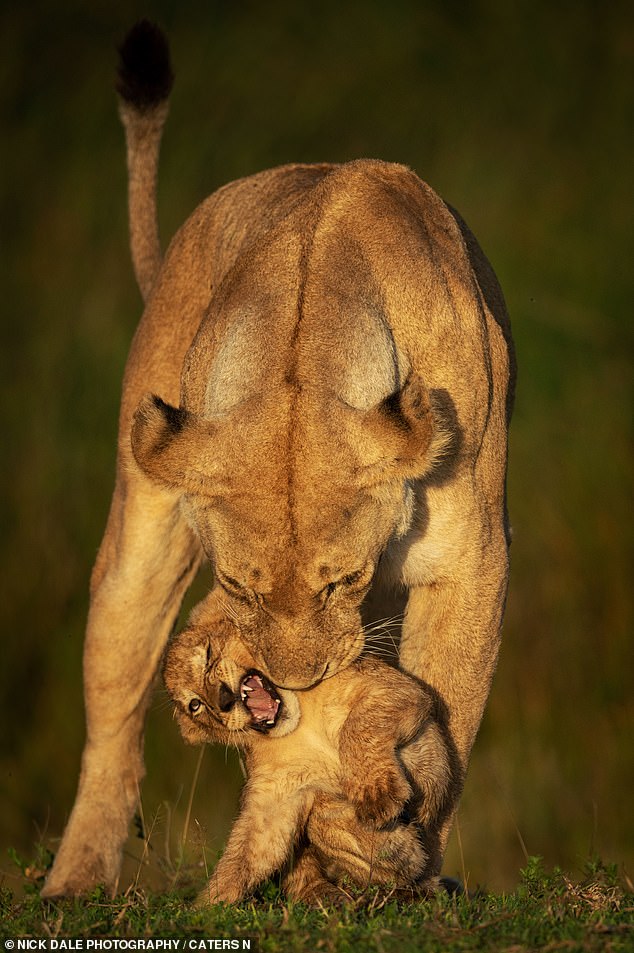 A lion cub appears to receive a reprimand from its mother