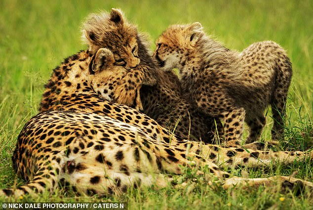 Two cheetah cubs enjoy snuggling with their mother