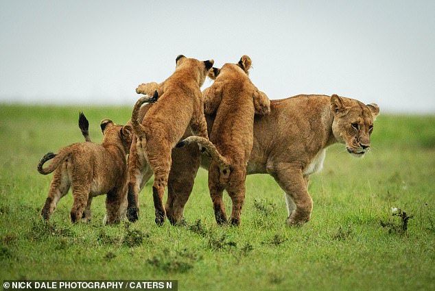 A heartwarming moment between a lioness and her cubs in the wild